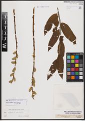 Salix burjatica Nasarow